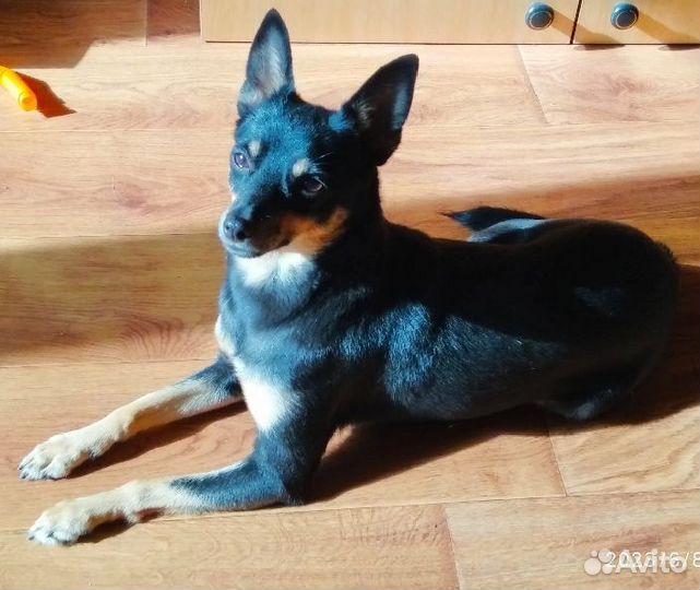 Отдам в добрые руки