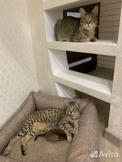 Чаузи рысь партнер дикий кот рысь камыш