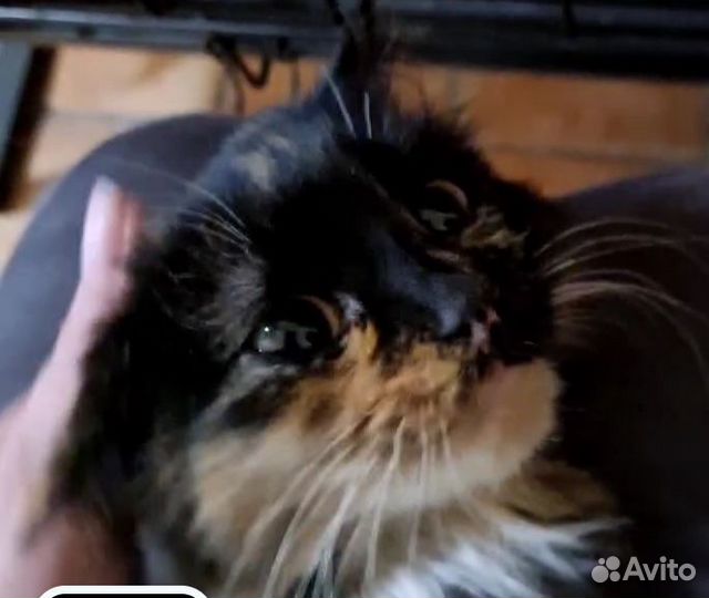 Красивая девочка котенок в дар