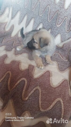 Собака в добрые руки отдам бесплатно