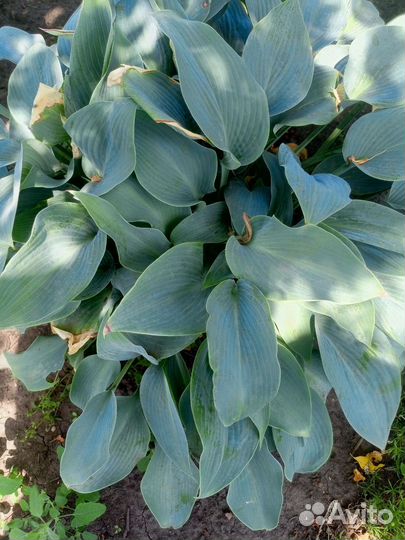 Продам хосты