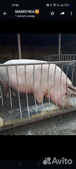 Свинья супоросная