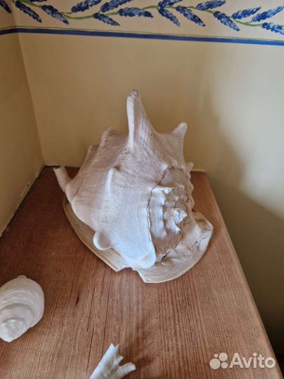 Морские раковины