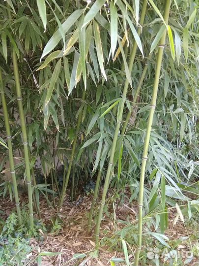 Бамбуковый сад саженцы