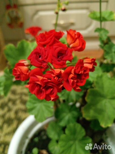 Пеларгония герань