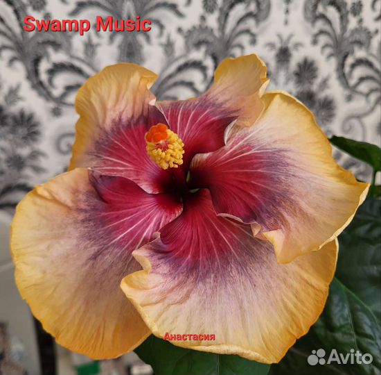 Сортовые гибискусы