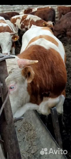 Быки на мясо