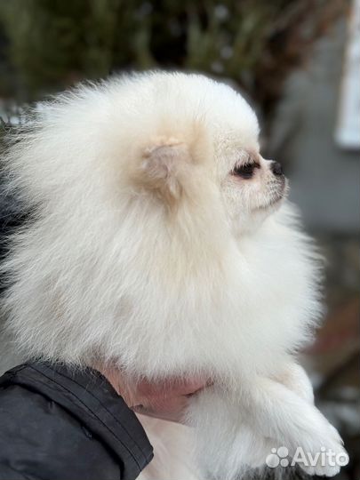 Померанский шпиц медвежьего типа девочка 2г