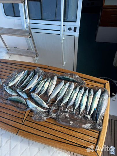 Рыбалка в открытом море