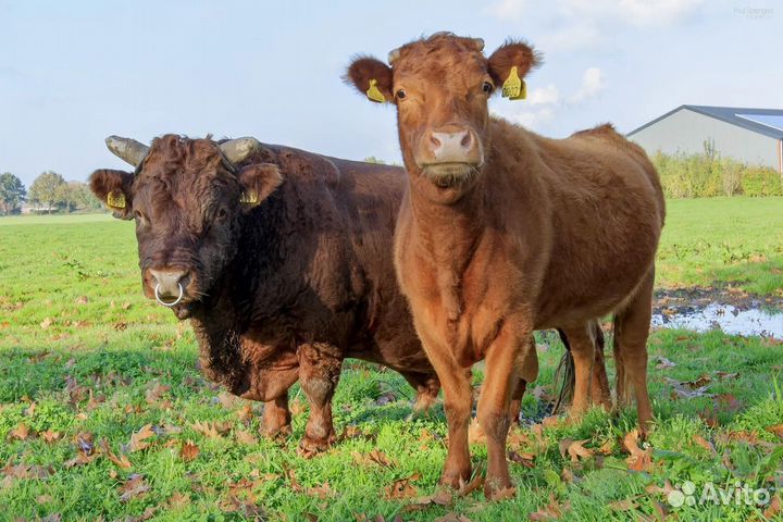 Корова, быки, телята, телочки