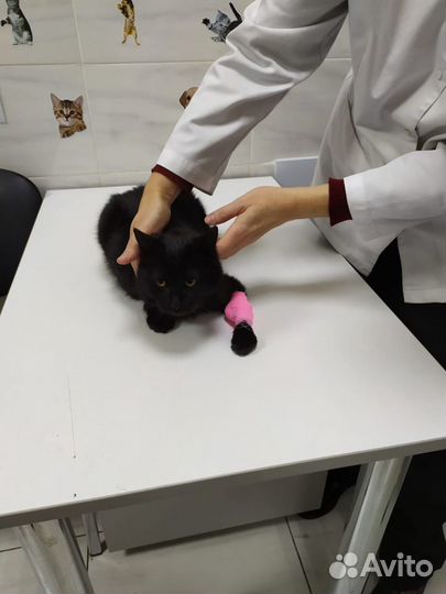 Ветеринар врач на дом Одинцово