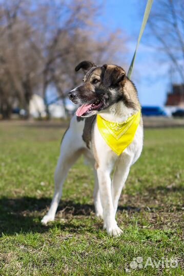 Молодой послушный пес в добрые руки