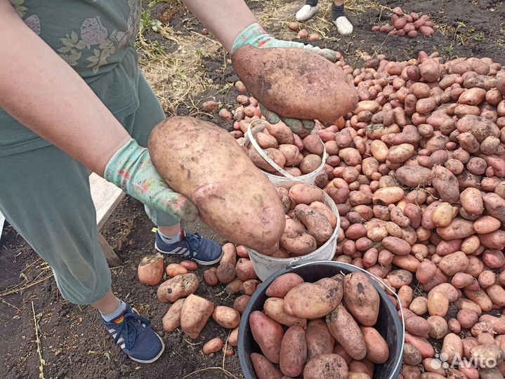 Рамзайский картофель, крупный, чистый, 4 сорта