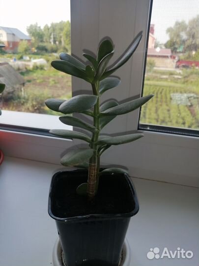 Денежное дерево(толстянка крассула)