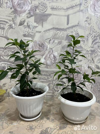 Фикус бенджамина