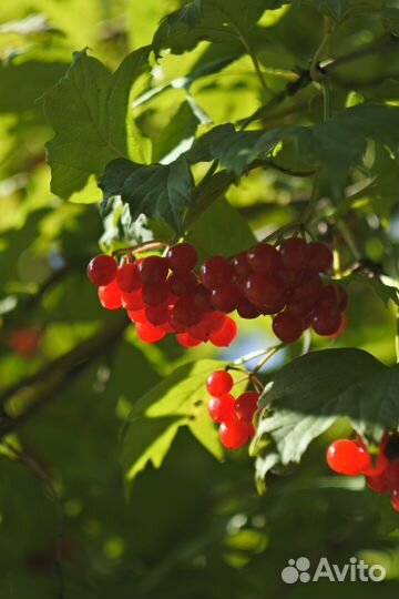 Беззеркальная камера со сменной оптикой Nikon 1j5