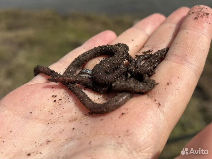 Дождевые черви