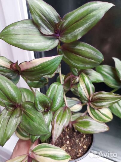 Традисканция