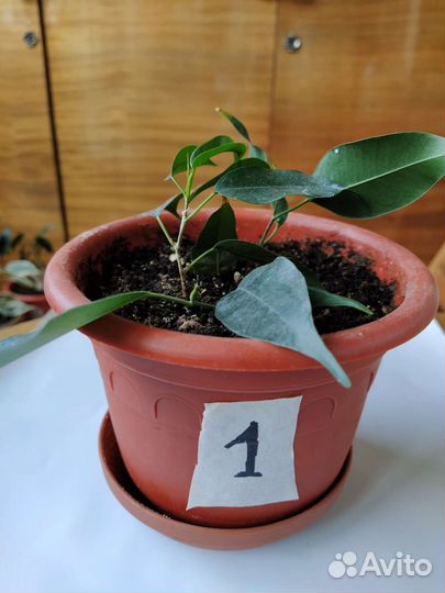 Фикусы Даниэль и Старлайт(продажа и обмен)