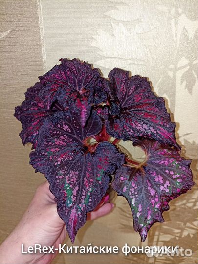 Бегонии декоративно-лиственные LeRex Ч. 2