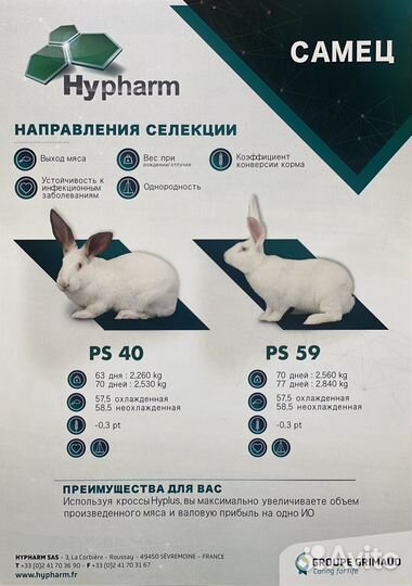 Кролики продам