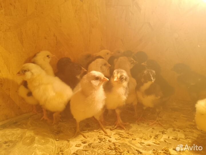 Цыплята от породных кур