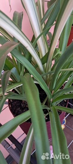 Хлорофитум