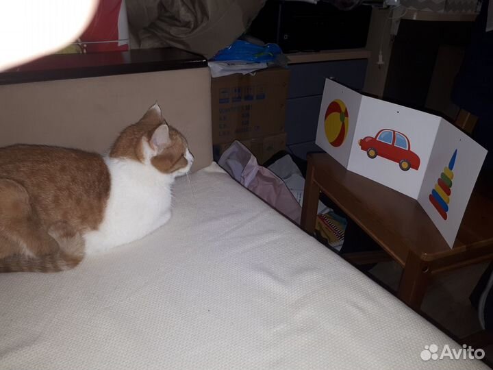 Отдам кошку в добрые руки, бесплатно