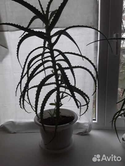 Комнатные цветы