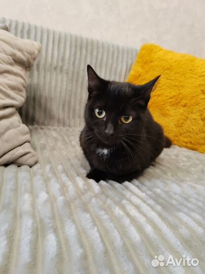 Кошка