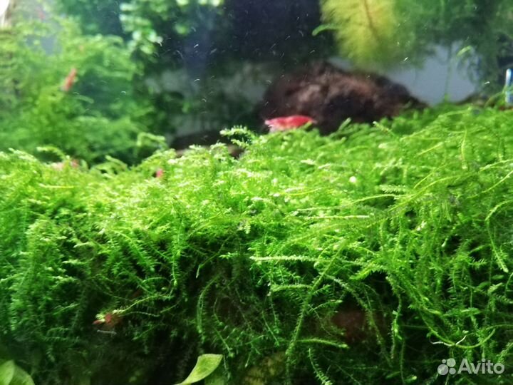 Креветки, анциструсы, аквариумные растения