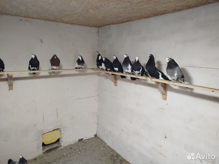 Продажа голубей