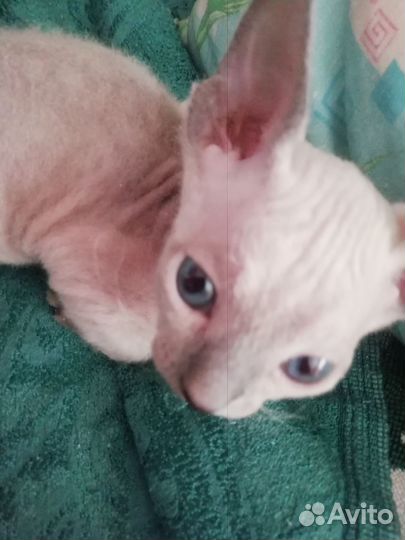 Донской сфинкс кошка