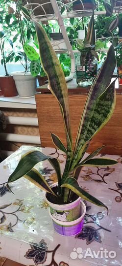 Комнатные цветы антуриум