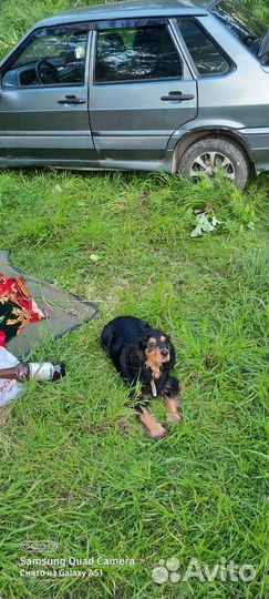 Собака в добрые руки отдам бесплатно