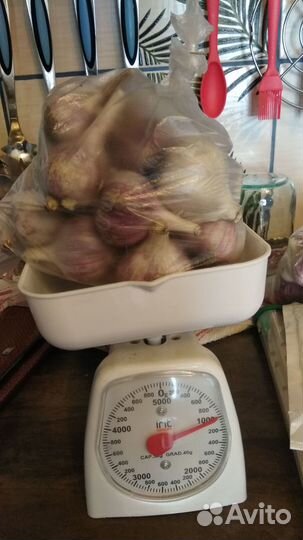 Чеснок Домашний