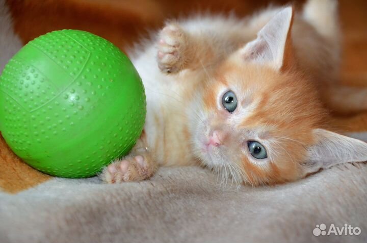 Рыжий-рыжий-полосатый: домашние котята