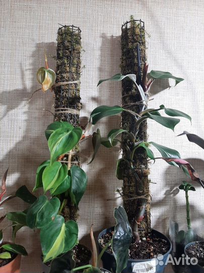 Тотем из мха для растений