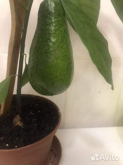 Дерево авокадо