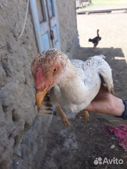 Бойцовая курица