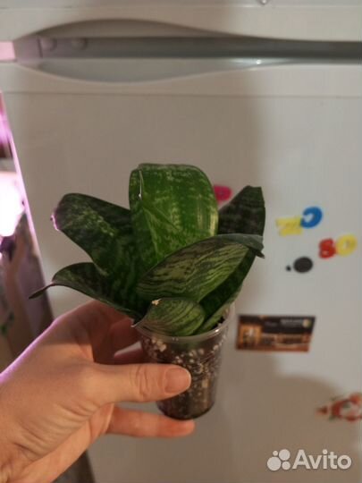 Сансиевиерия