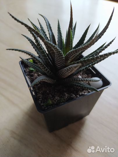 Хавортия полосатая