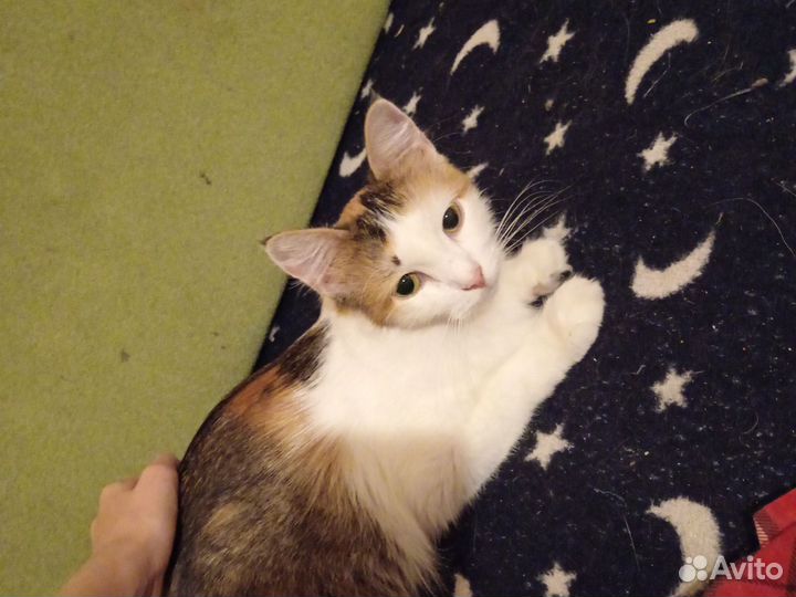 Кошечка в дар