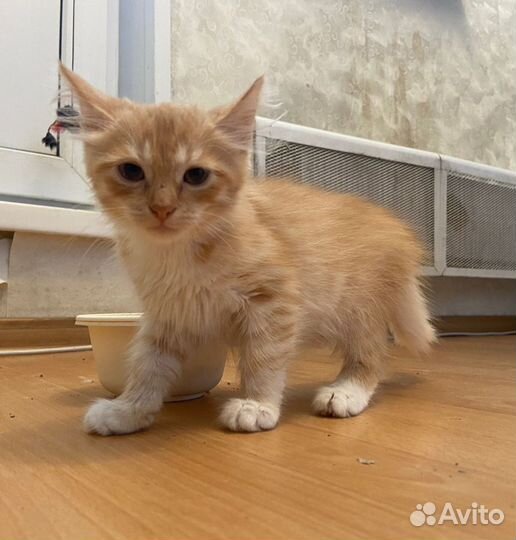 Брат с сестрой ищут дом