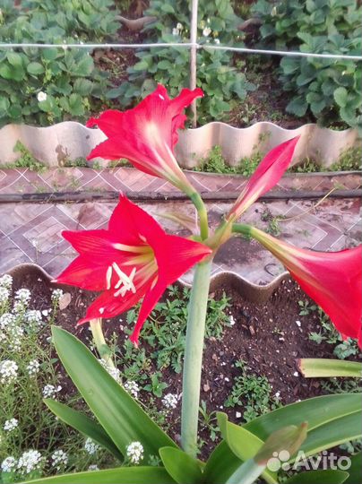 Комнатные растения цветы