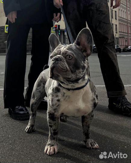 Французский бульдог голубой мерле