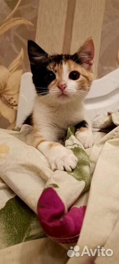 Котенок 2.5 мес