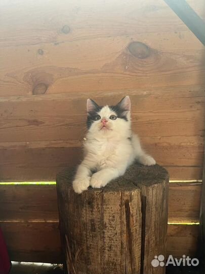 Котята в добрые руки бесплатно