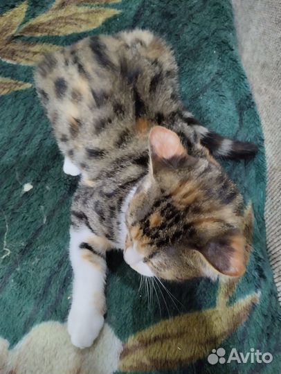 Котенок
