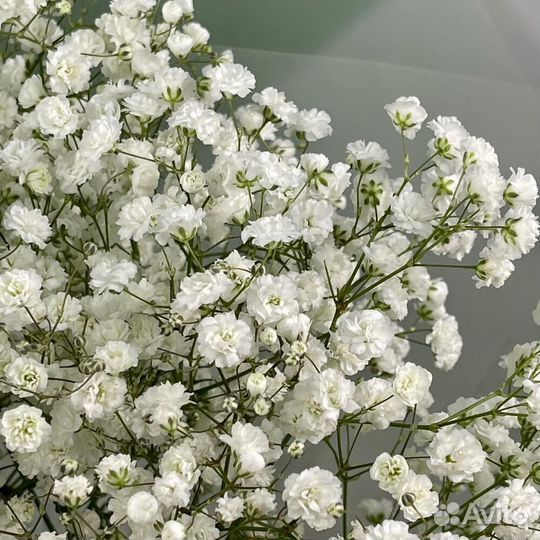 Гипсофила белая